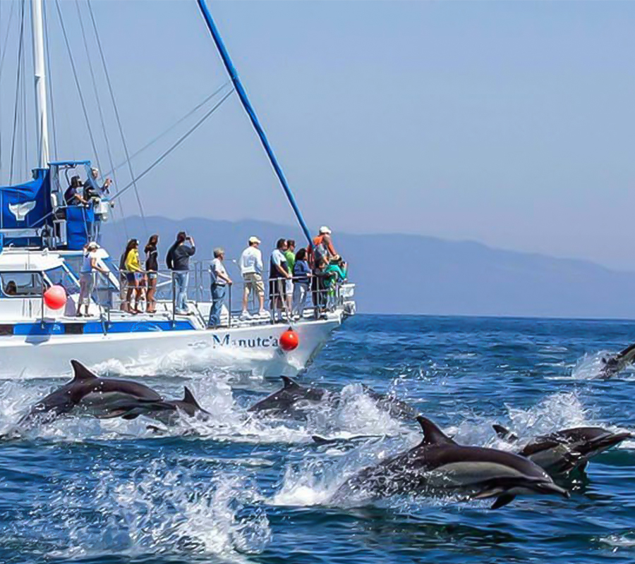 Dolphin Trip Companies in Bahrain